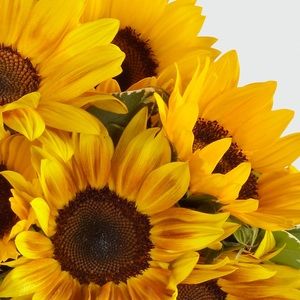 Meet your Posher, Jocelyn